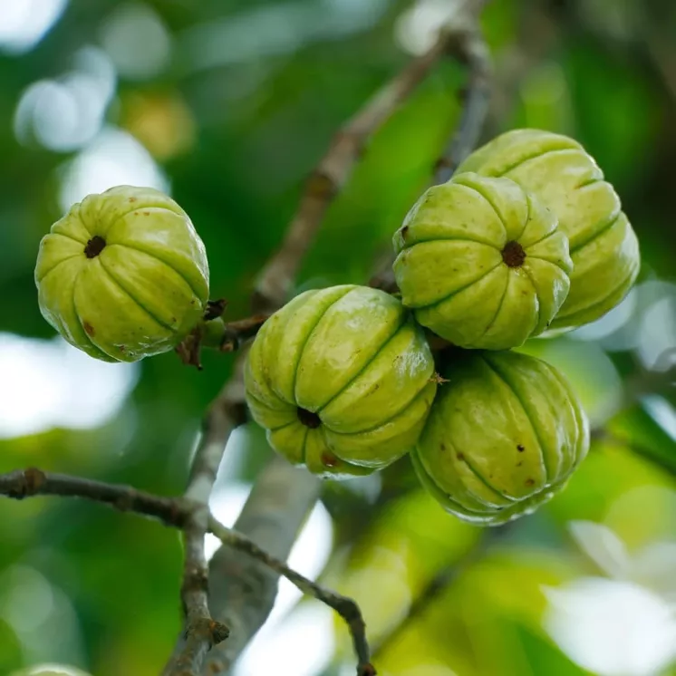 Fruits verts de Garcinia Cambogia sur une branche, ingrédient clé du Forever Garcinia Plus pour la perte de poids.