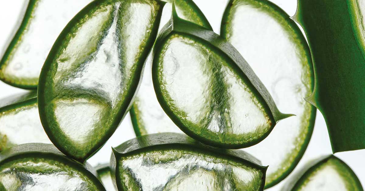 Tranches fraîches d'aloe vera, montrant la pulpe naturelle et les bienfaits hydratants